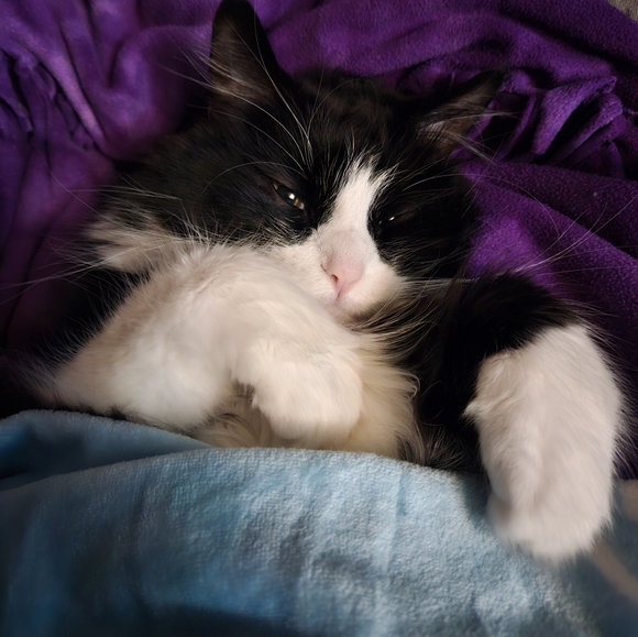 He sleeps like people🤭 - Picture 8 of 11